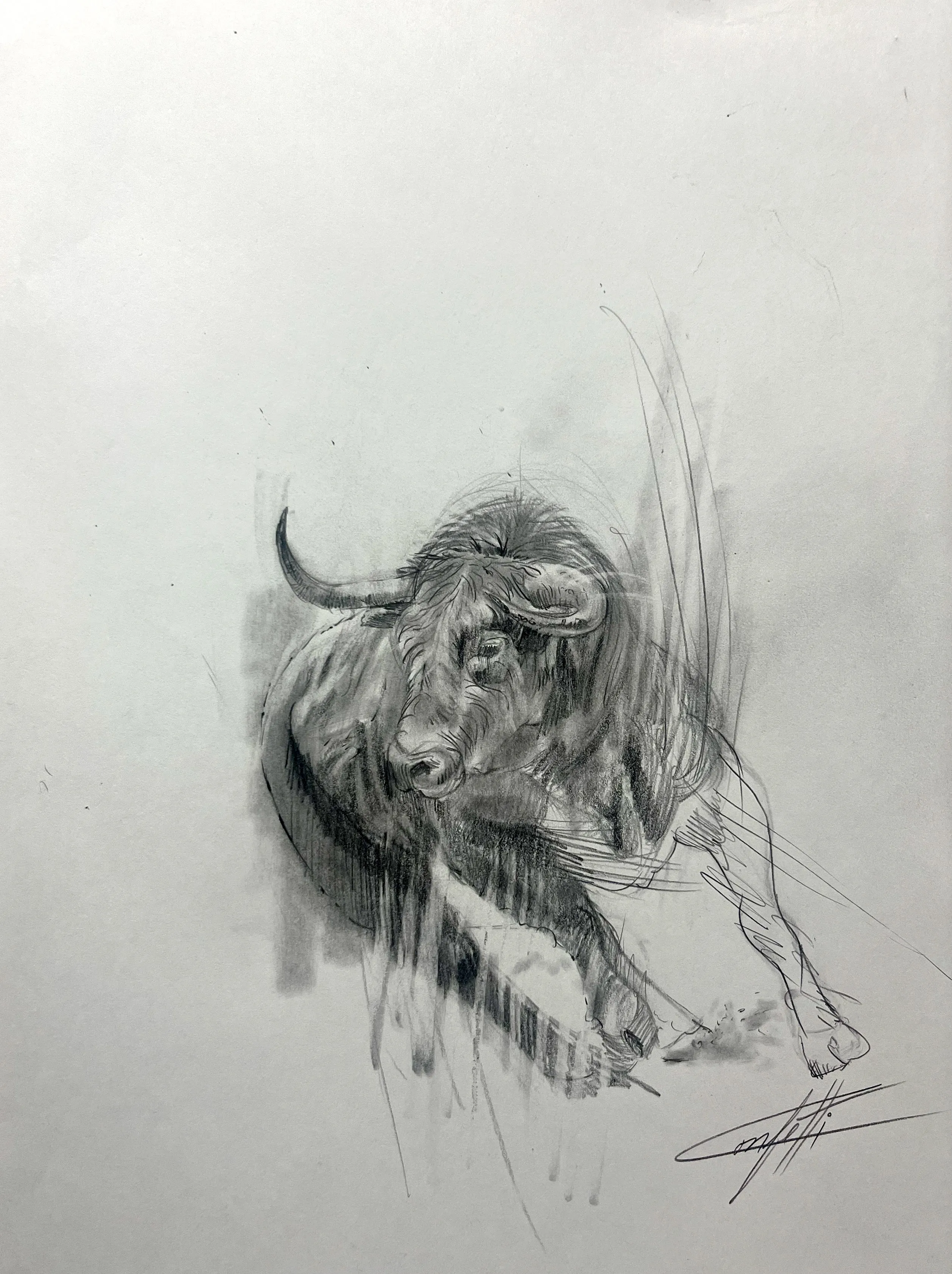 Animal sketch ''Thebull wallstreet study number 2'' of the artist Confetti in graphite pencil on paper