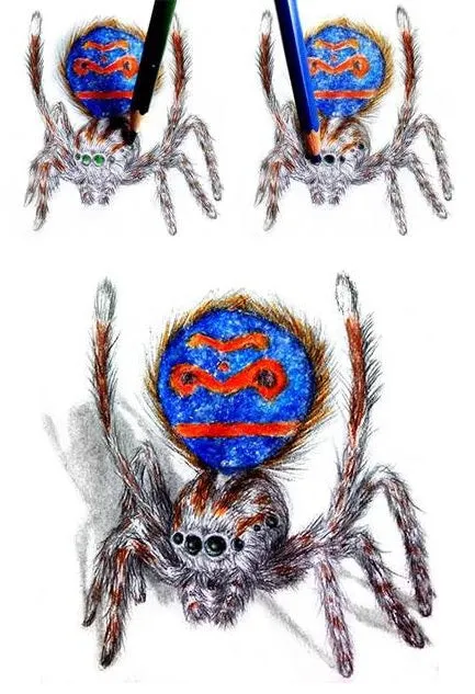 Drawing Spiders Volume 1 - How to Draw Spiders For the Beginner