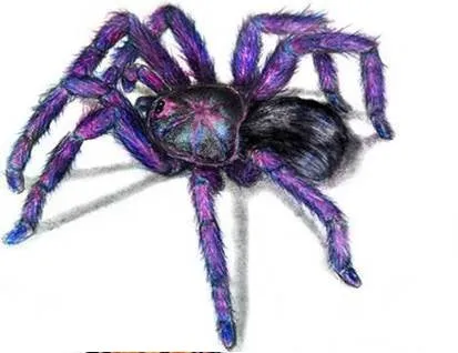 Drawing Spiders Volume 1 - How to Draw Spiders For the Beginner