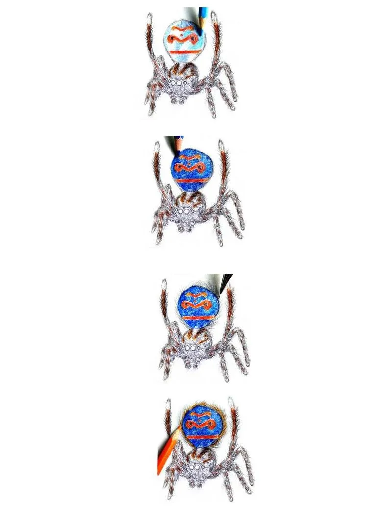 Drawing Spiders Volume 1 - How to Draw Spiders For the Beginner