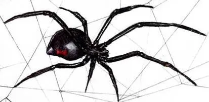 Drawing Spiders Volume 1 - How to Draw Spiders For the Beginner