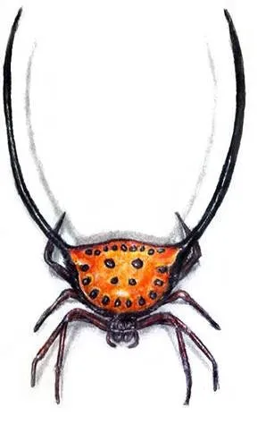 Drawing Spiders Volume 1 - How to Draw Spiders For the Beginner