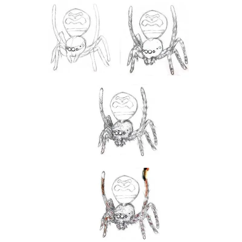 Drawing Spiders Volume 1 - How to Draw Spiders For the Beginner