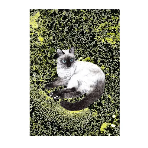 Ol blue eyes kitty cat poster print