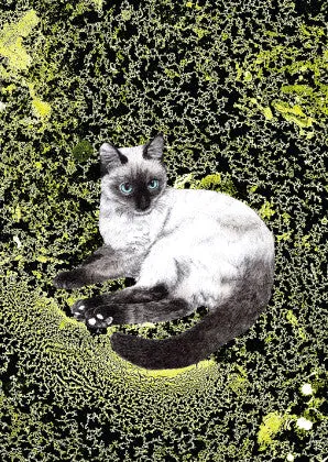 Ol blue eyes kitty cat poster print