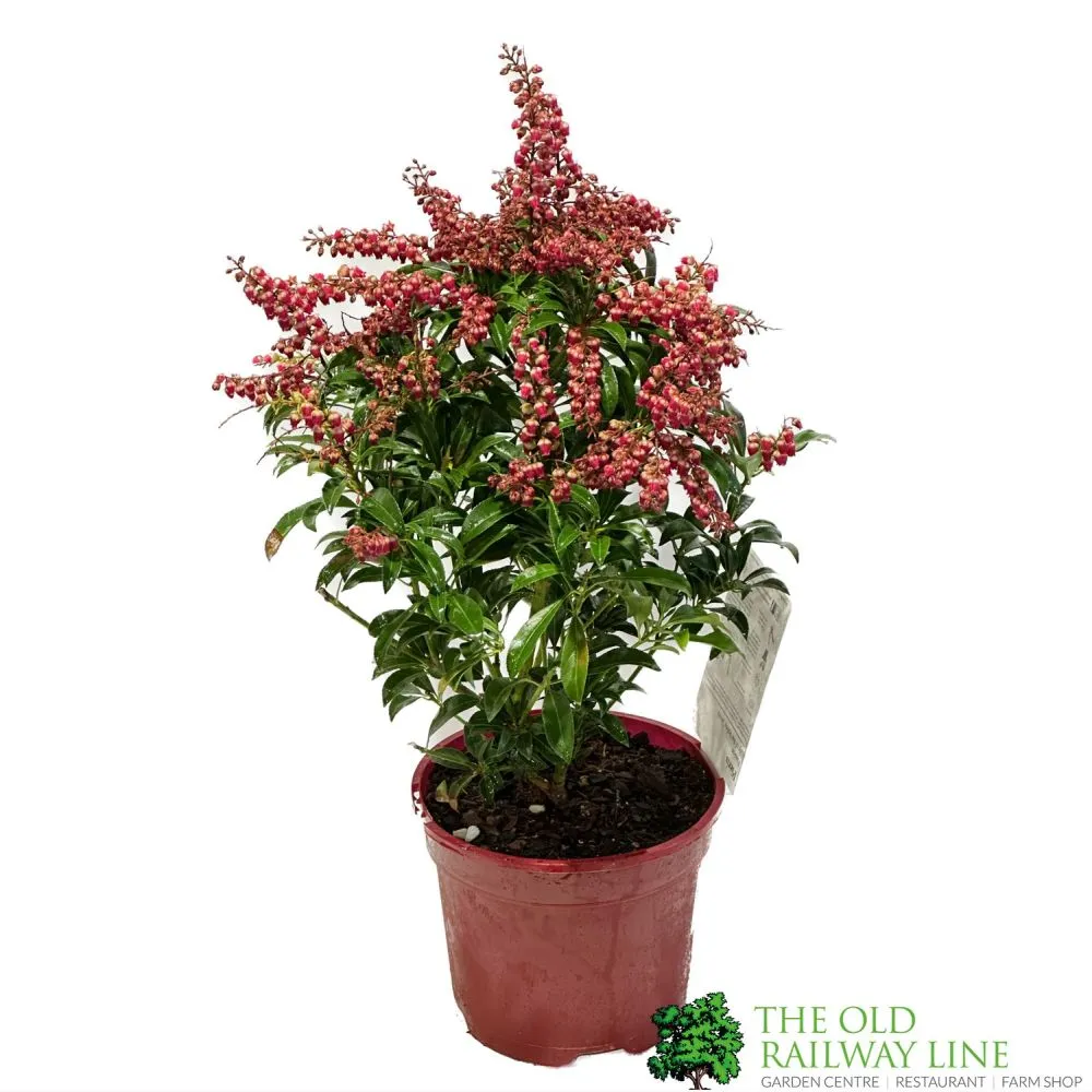 Pieris 'Passion' 2Ltr Pot